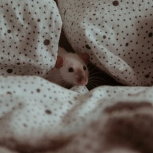 5 Cara Ampuh Menemukan dan Membasmi Tikus di Bangunan